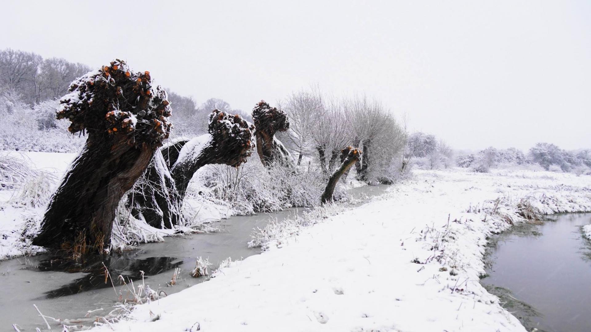 Wilgen in de sneeuw aan het water in Jufferdswaard